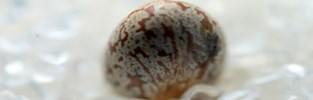 Poliammidi da fonte bio: stato dell’arte e possibili sviluppi in RadiciGroup