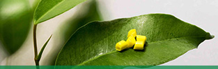 New EPD-certified engineering plastics in the RadiciGroup portfolio